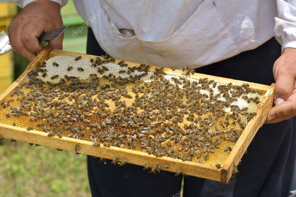 Как избавиться от муравьев на пасеке пчел, способы борьбы в улье народными средствами