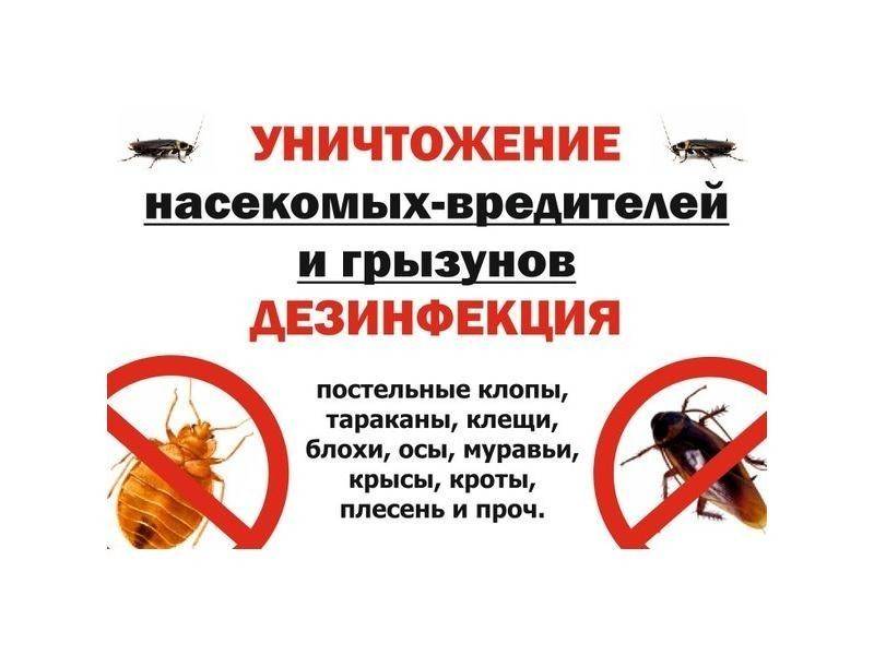 Как убить тараканов и не допустить их возвращения в квартиру?