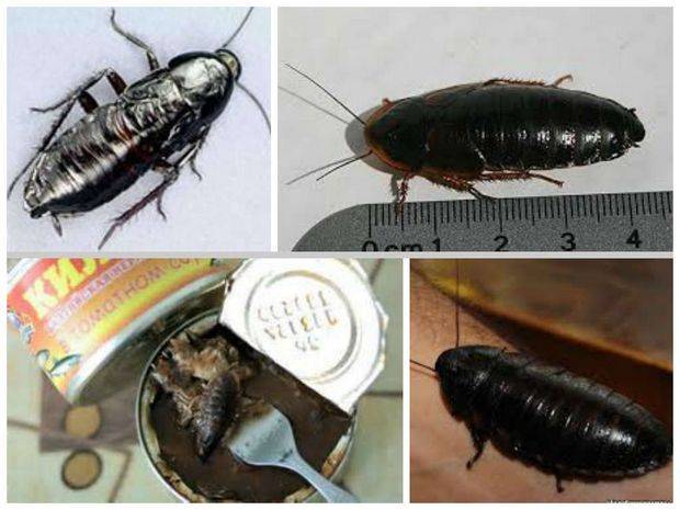 Как избавиться от черных тараканов в квартире?