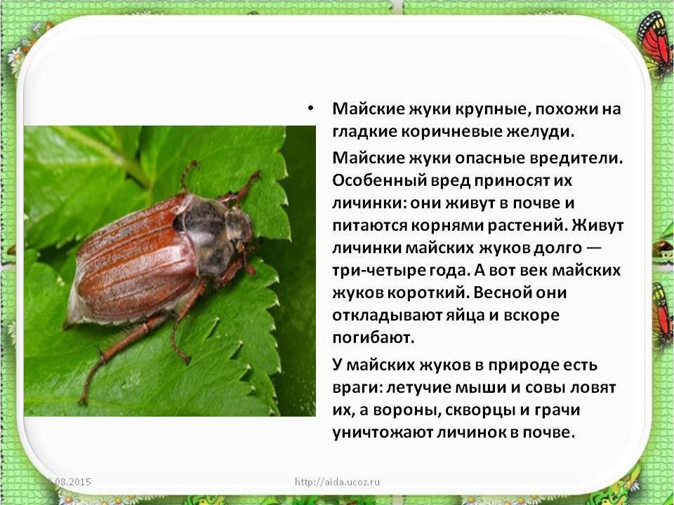 Как выглядит майский жук и его личинка: прожорливая парочка