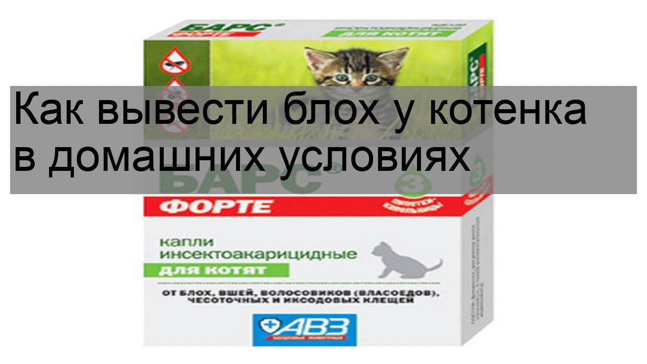 Как быстро вывести блох у кота: лучшие средства