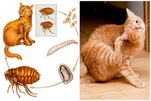 Как вывести блох у кошки или кота в домашних условиях, чем избавиться от паразитов у котенка, откуда они берутся у животного, фото