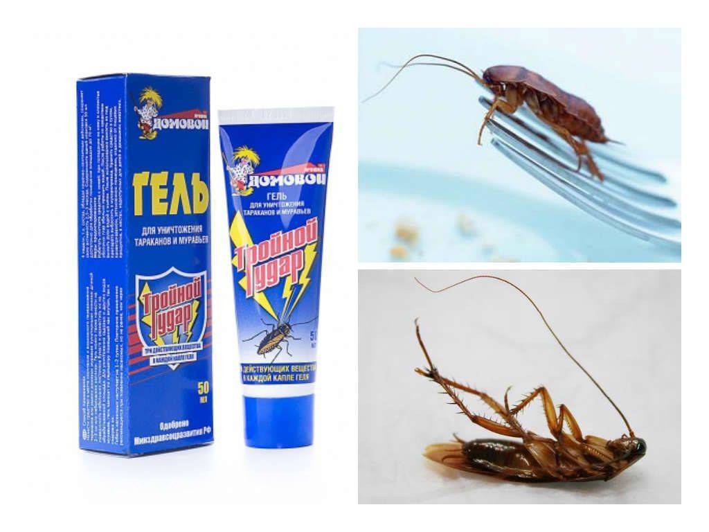 Как эффективно бороться с тараканами