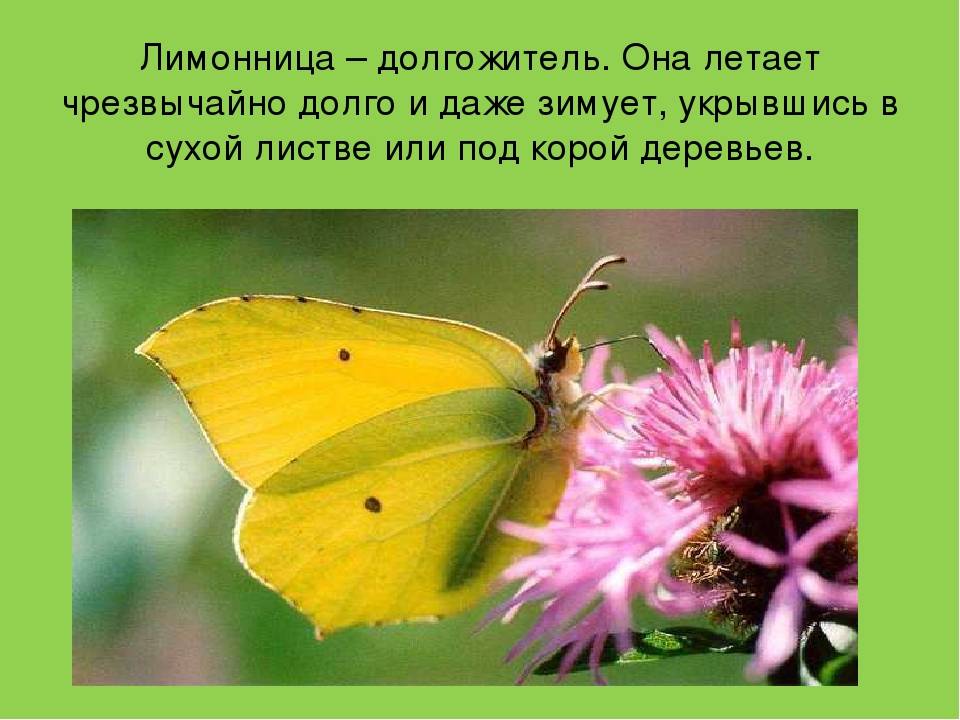 Бабочка махаон – яркий парусник на цветах
