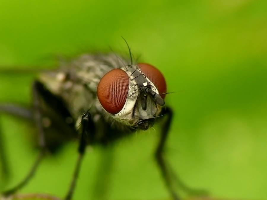 Лосиная муха: фото, описание, чем опасна