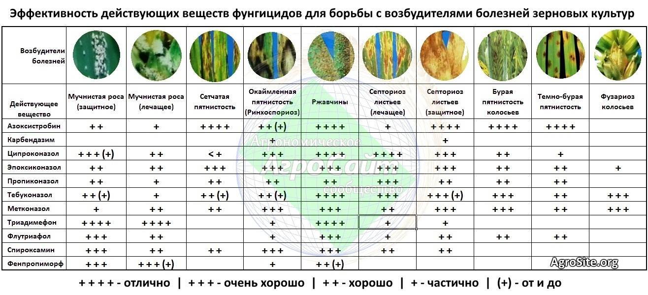 Как избавиться от слизней в огороде - защита и профилактика