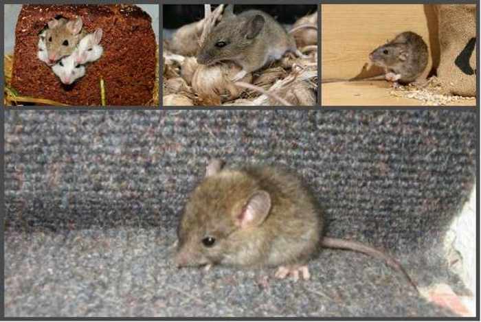 Мыши полевки с полосой на спине: симпатичные уничтожители урожая