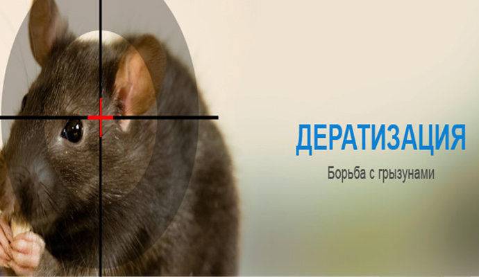 Статья: услуги дератизации, истребление крыс и мышей