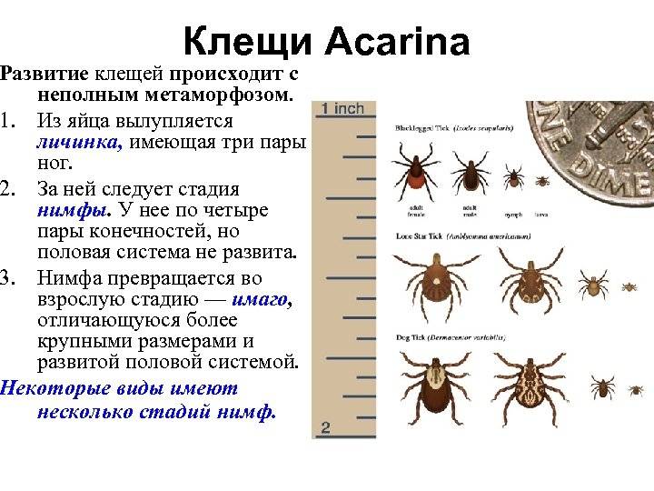 Для клещей характерны следующие признаки. Личинка нимфа Имаго клеща. Стадии развития клещей. Стадии развития иксодовых клещей. Цикл развития клеща энцефалитного.