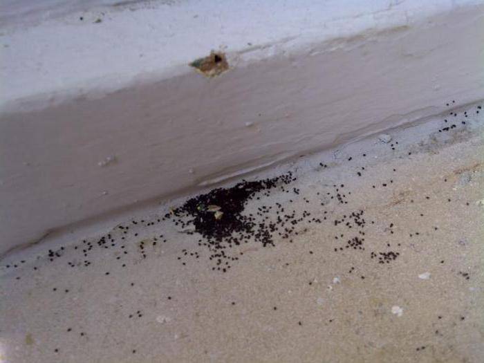 Что делать, если термиты появились в вашем доме?