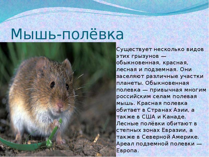 Мышь полёвка: фото грызуна и особенности борьбы с вредителем