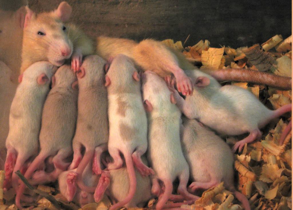 6 размножение мышей. мыши