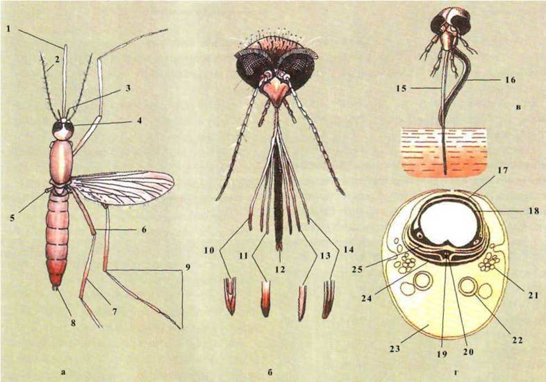 Малярийная муха. Строение хоботка самки комара. Строение хоботка комара. Строение хоьота комара. Строение носика комара.