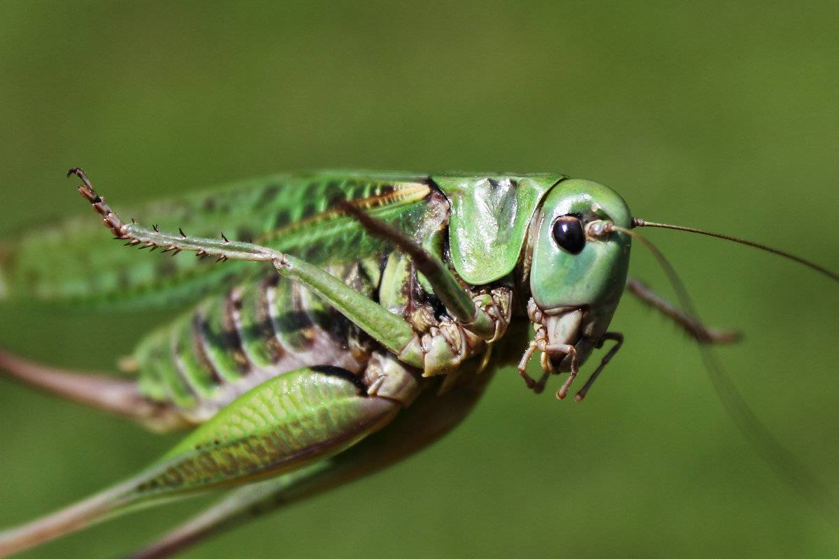 Кузнечик - 120 фото насекомого и особенности его жизненного цикла