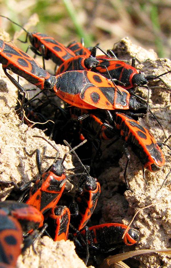 Жуки пожарники солдатики. Клоп-солдатик Pyrrhocoris. Жук красноклоп солдатик. Клоп-солдатик – Pyrrhocoris apterus. Жук пожарник клоп солдатик.