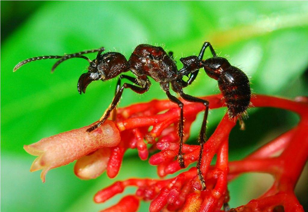 Муравей-пуля – уникальное насекомое с мощным жалом. о муравьях-пулях: обыкновенная жизнь необычных насекомых медоносная пчела и шершень