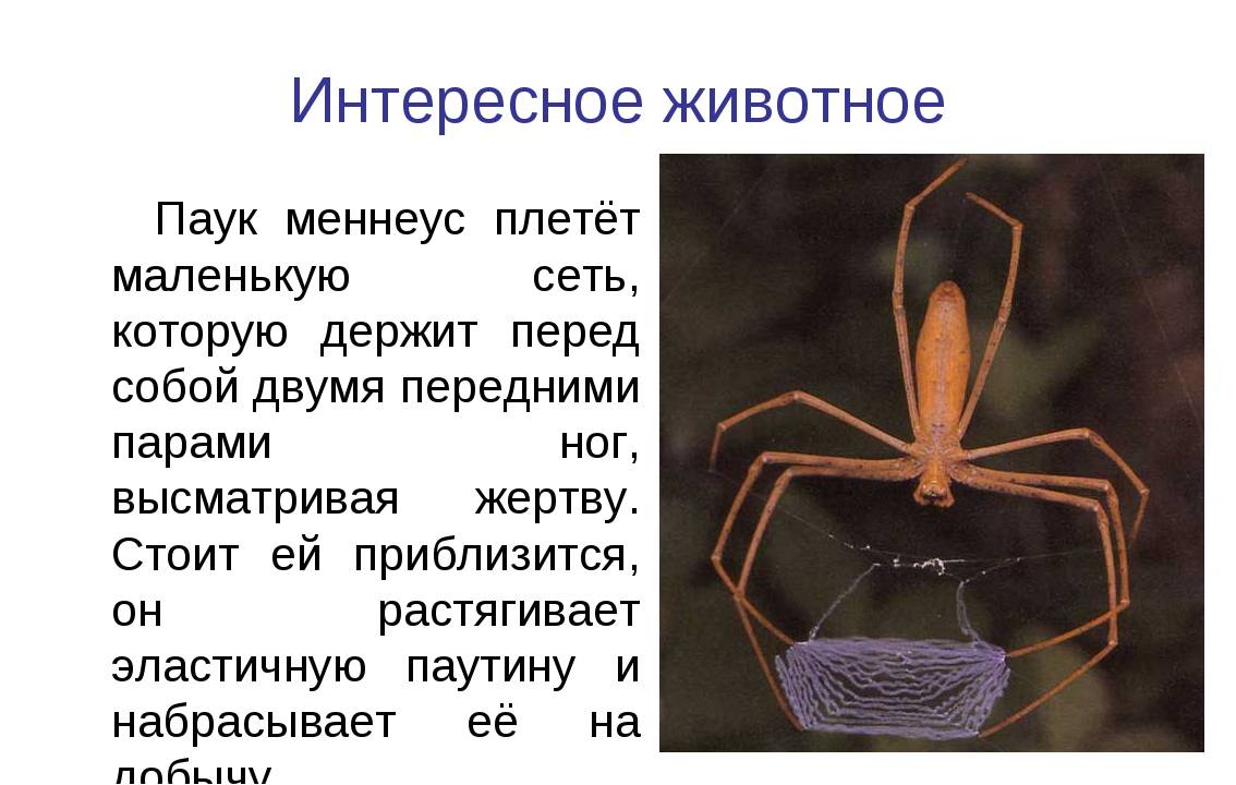 Паук 7. Паук меннеус. Доклад по биологии про паука. Презентация пауки 7 класс биология. Доклад о пауках 7 класс.