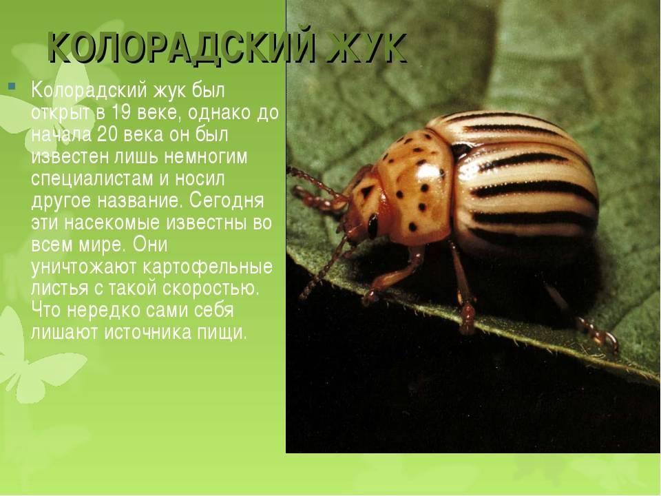 Колорадский жук -знаменитый вредитель: история, описание, жизненный цикл насекомого