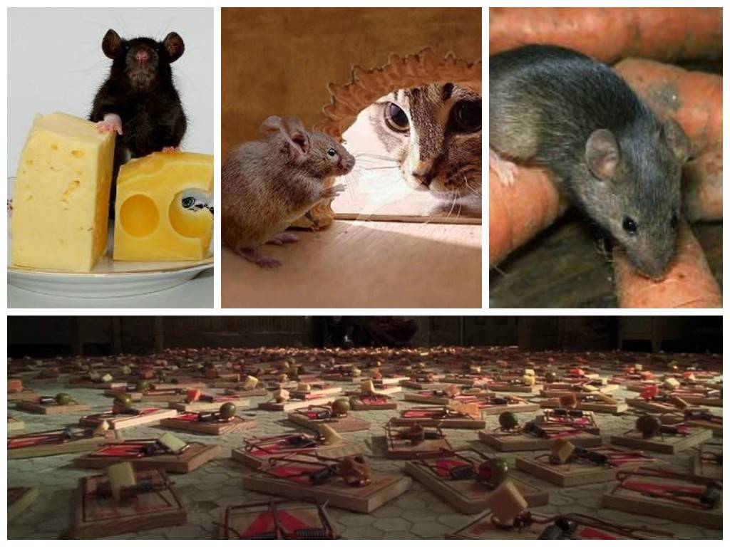 Какие народные средства помогут избавиться от мышей в частном доме