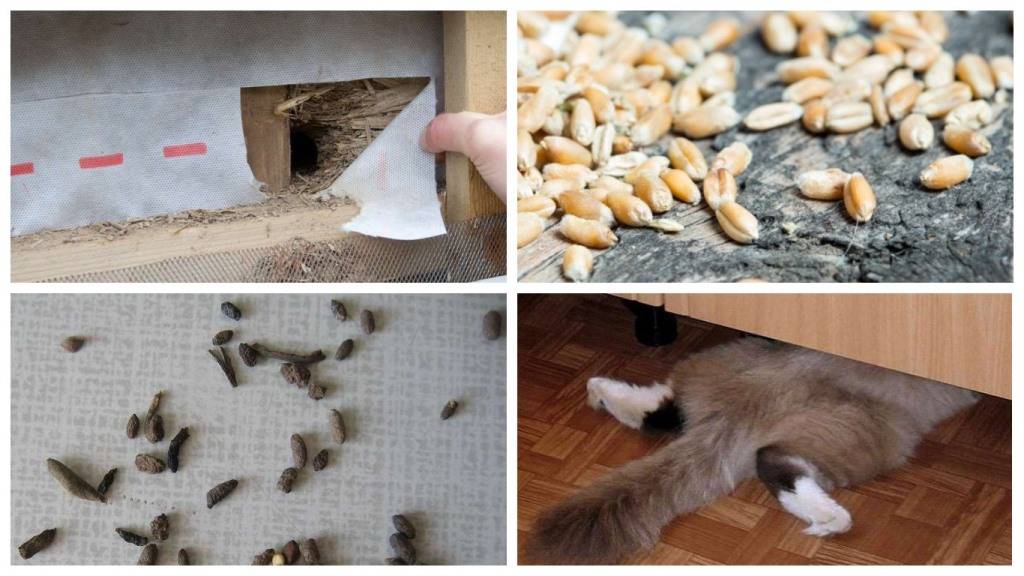 Как избавиться от мышей в частном доме и в квартире навсегда, чем бороться