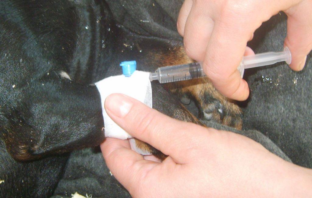 Вакцина после укуса клеща для собаки