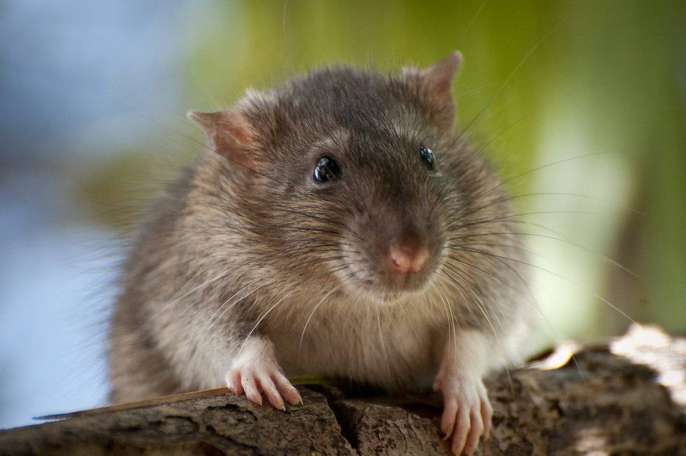 Крыса — внешний вид, обитание, жизненный цикл, опасность и разновидность + 87 фото