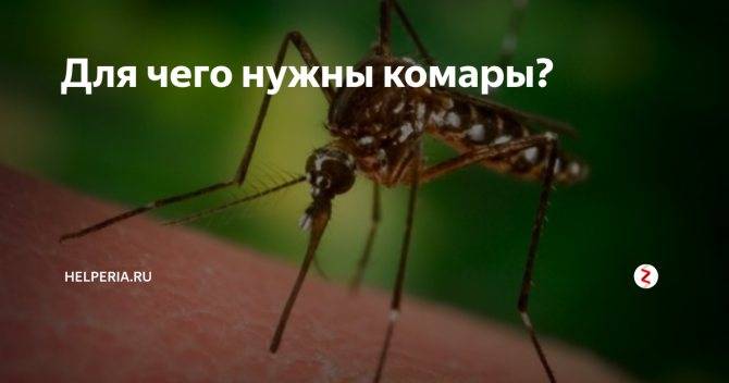 Как и зачем комары пьют кровь