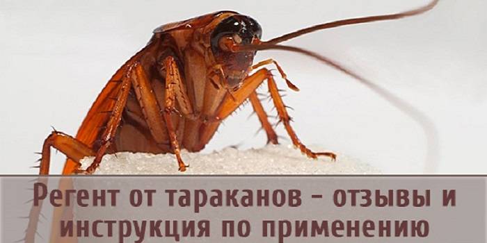 Регент от тараканов