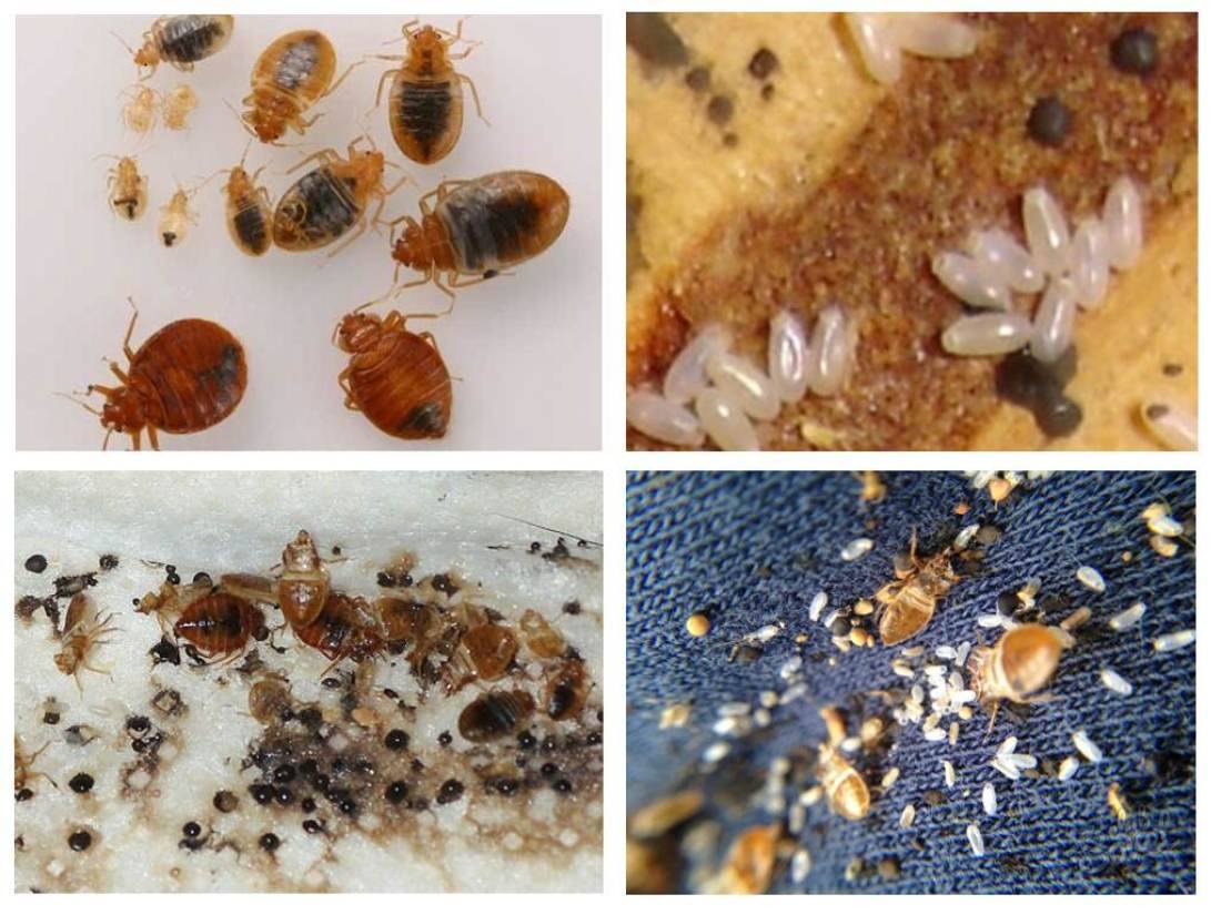 Три стадии развития постельных кровососов: яйца, личинки клопов, взрослые насекомые. как размножаются и развиваются эти паразиты