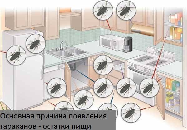 Что делать, если в квартире завелись тараканы