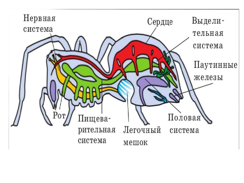 Анатомия паука, из чего состоит его скелет и какими особенностями обладают разные части тела?