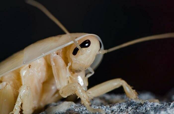 Белые тараканы или страшный мутант