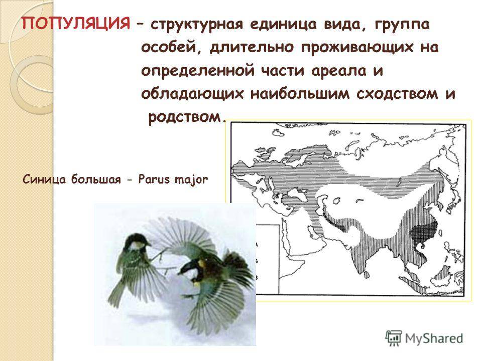 Жук дровосек. описание, особенности, виды и среда обитания жука дровосека | живность.ру