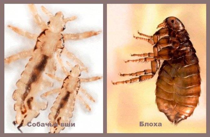 Вши пухоеды и блохи
