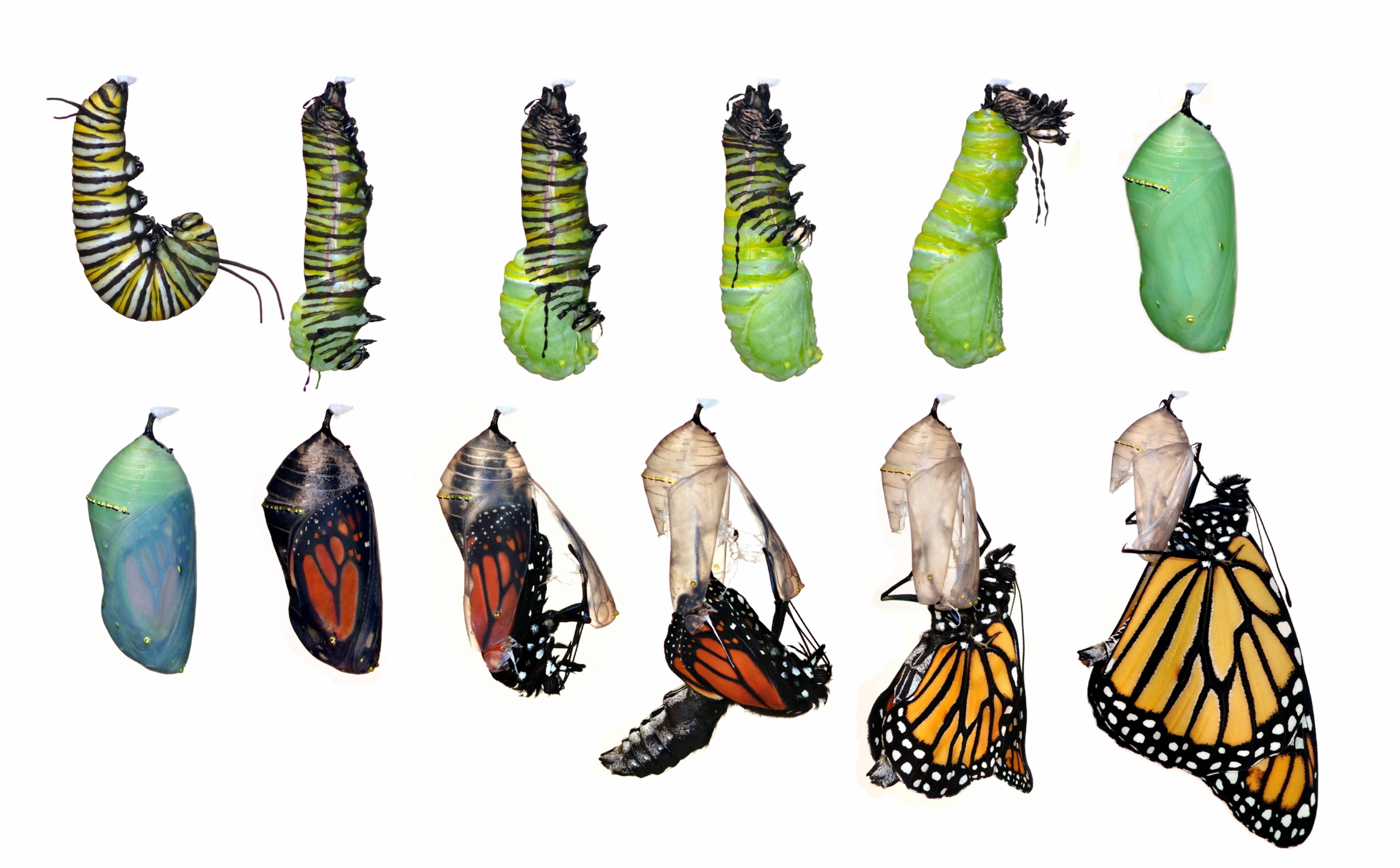 Превращение гусеницы в бабочку: стадия превращения