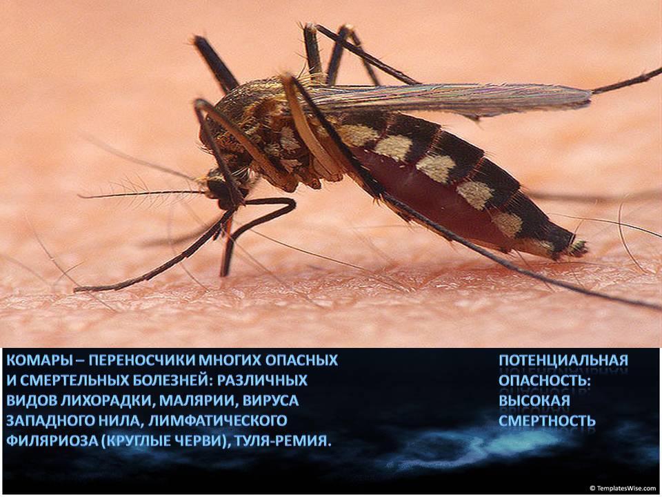 Москиты - это кровососущие насекомые. описание и места распространения москитов. чем отличаются комары от москитов