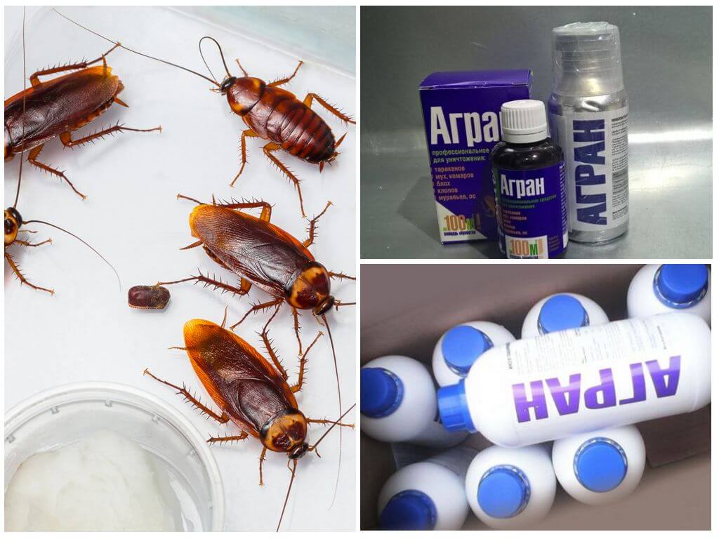 Самые эффективные средства от тараканов в квартире: промышленные, бытовые, народные
