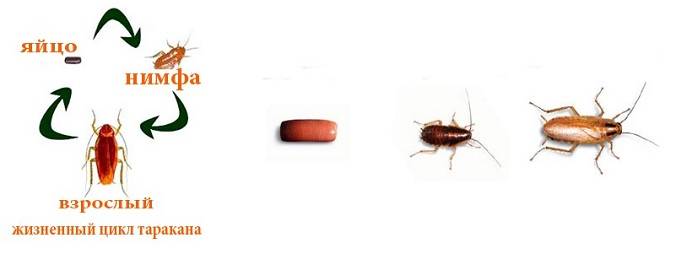 Рыжий таракан прусак: особенности строения и поведения