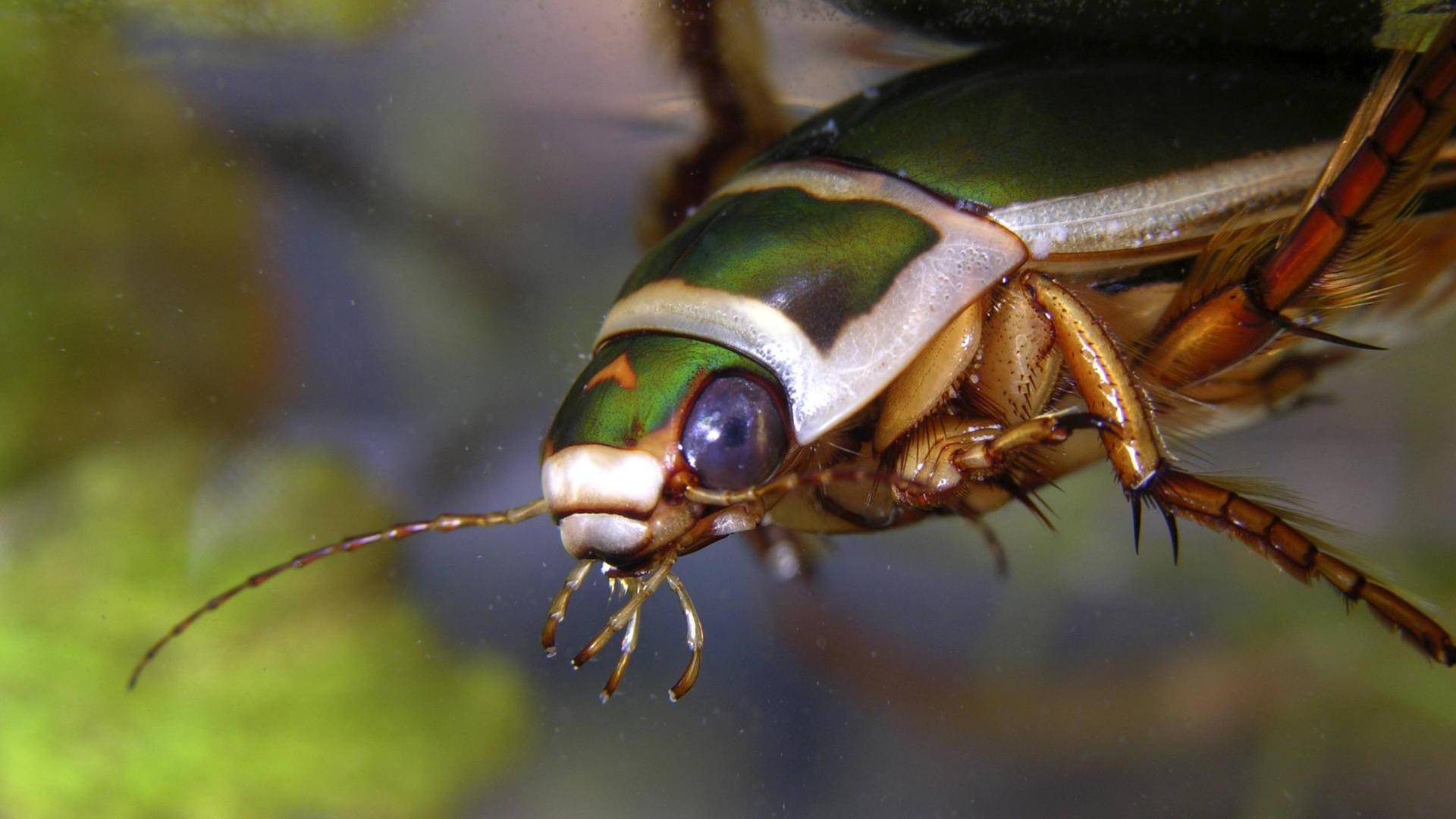 Сколько живет жук плавунец