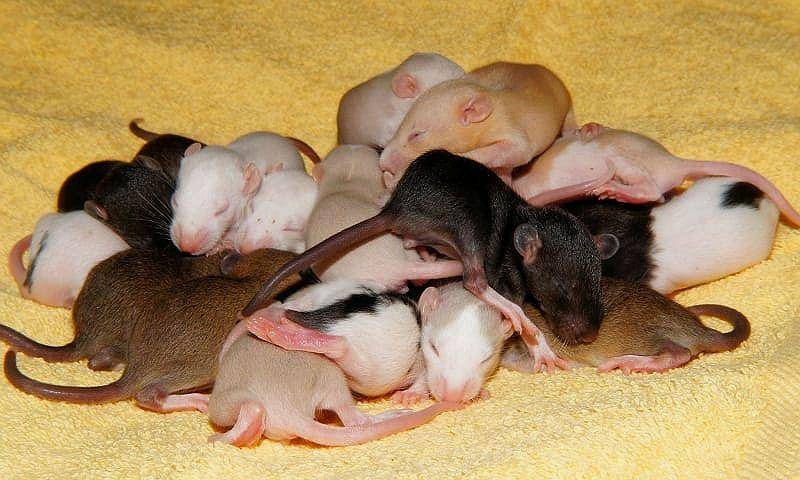 Белая крыса (32 фото): сколько живут декоративные домашние крысы-альбиносы с красными глазами? что они едят? правила ухода за ними в домашних условиях