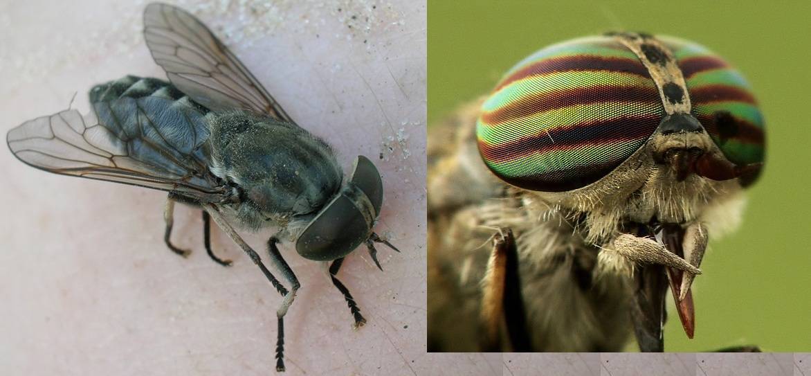 Овод и слепень – в чем разница между насекомыми