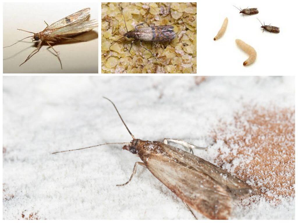Как избавиться от долгоносиков в зерне? методы борьбы с жуком