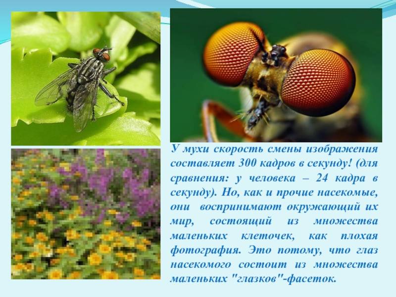 Скорость мухи составляет. Мир глазами насекомых. Как видят насекомые. Зрение насекомых и человека. Как насекомые видят людей.