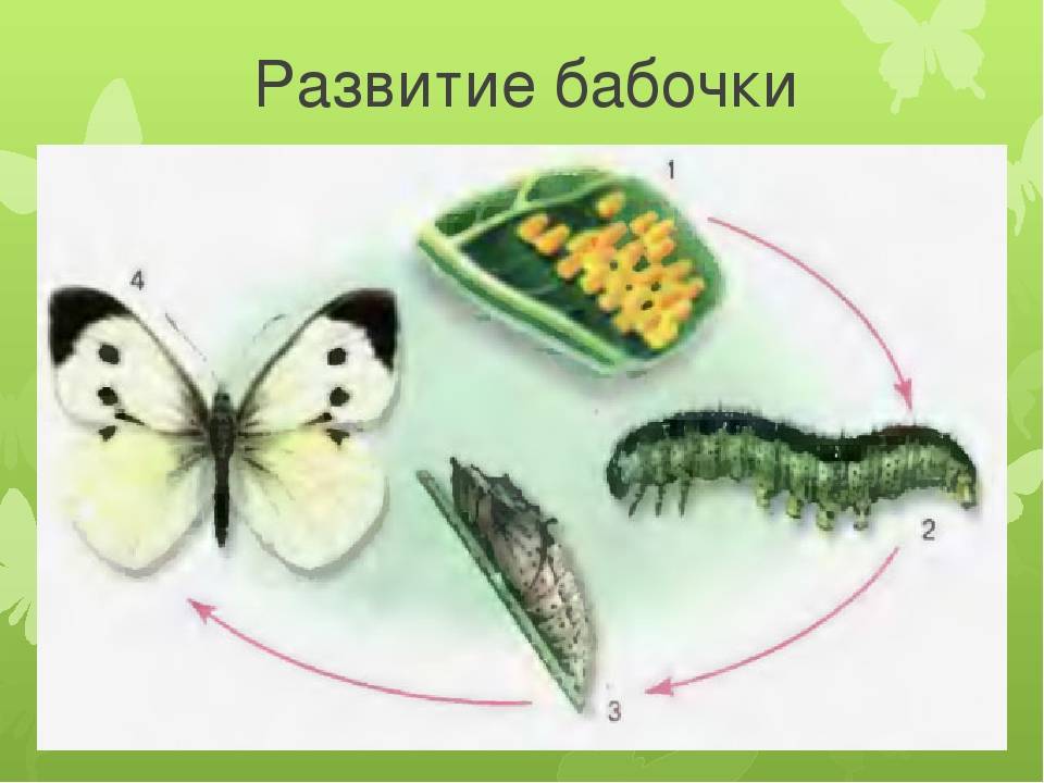 Капустница - бабочка, гусеница, меры борьбы, личинка, питание, фото