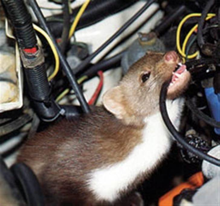 Как избавиться от крыс в машине?