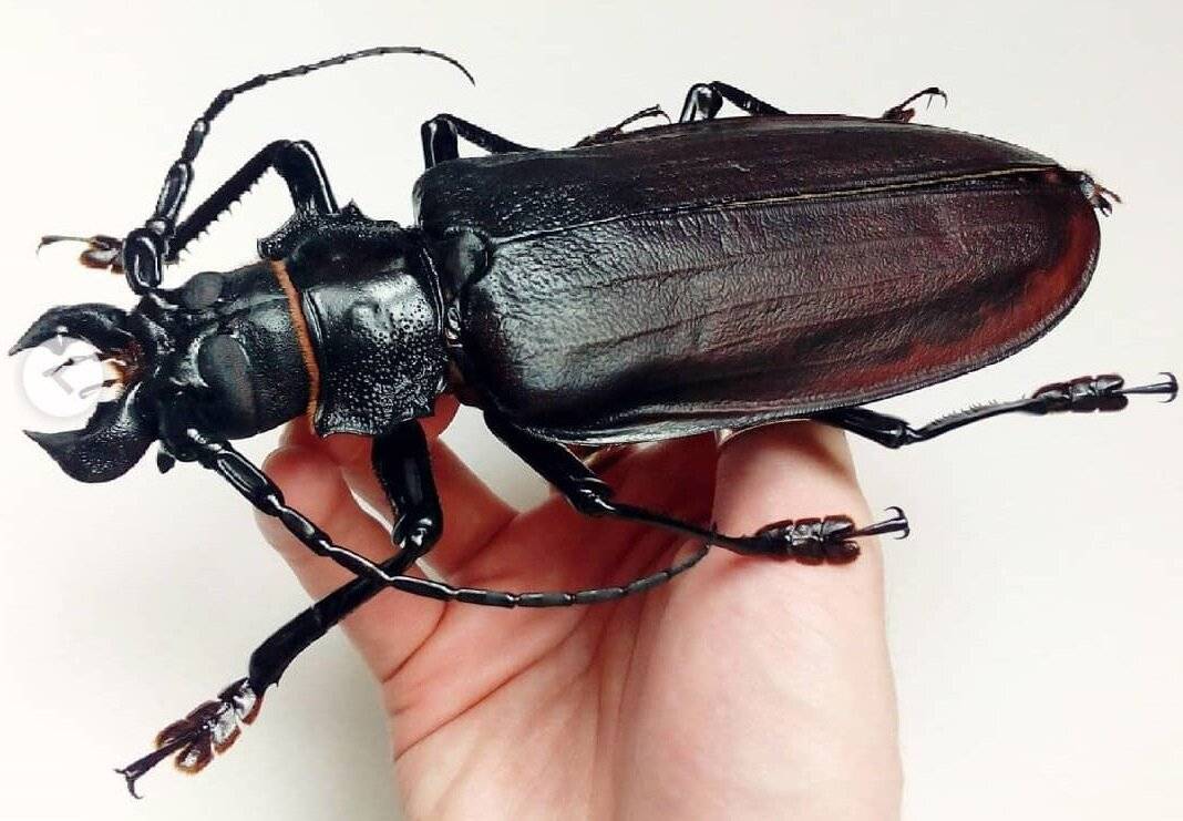 Какого размера самый большой жук в мире + его фото