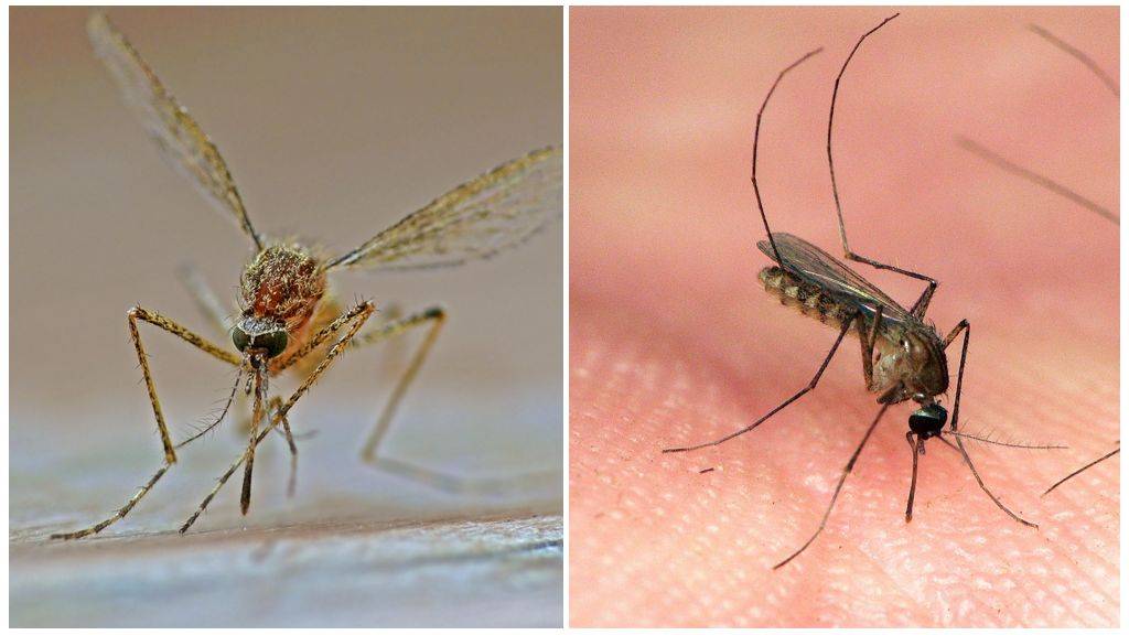 Интересные факты о комарах: сколько весит, когда спят, скорость и т.д.