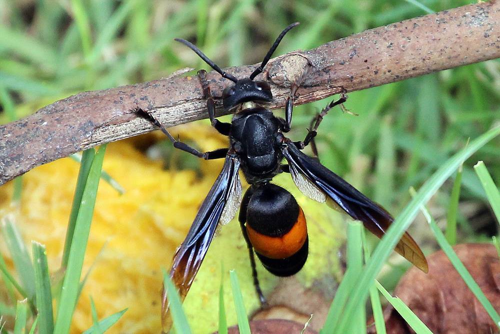 Что делают осы и зачем они нужны в природе, какую пользу приносят, вред от ос, опыляют ли растения