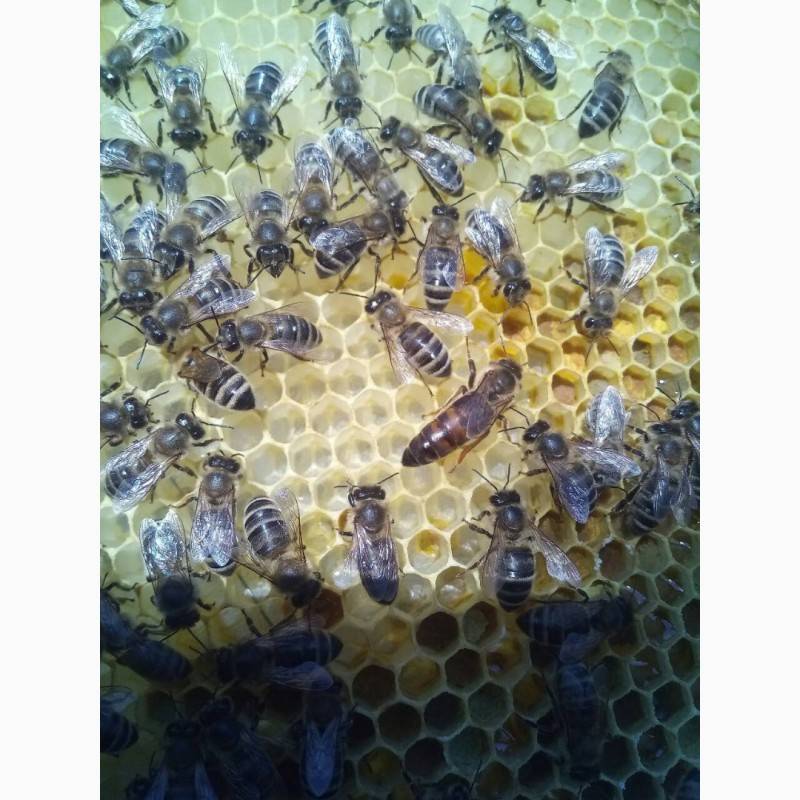 Породы пчел