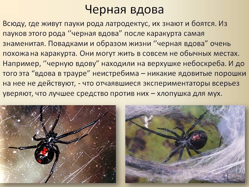 Топ-10 ядовитых пауков мира: черная вдова, каракурт и другие